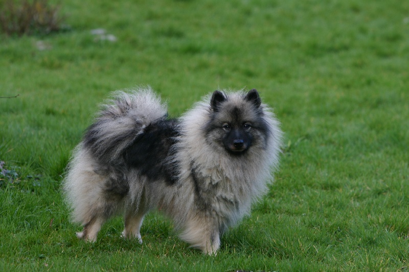 CH. Tarja D'Arlande