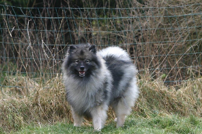 CH. First lady wolf Des Fées Du Pays Noir