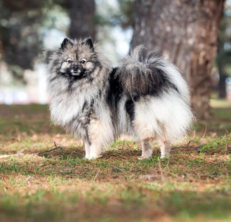 CH. Ripley wolf Des Gardiens Des Reves Sous Dun