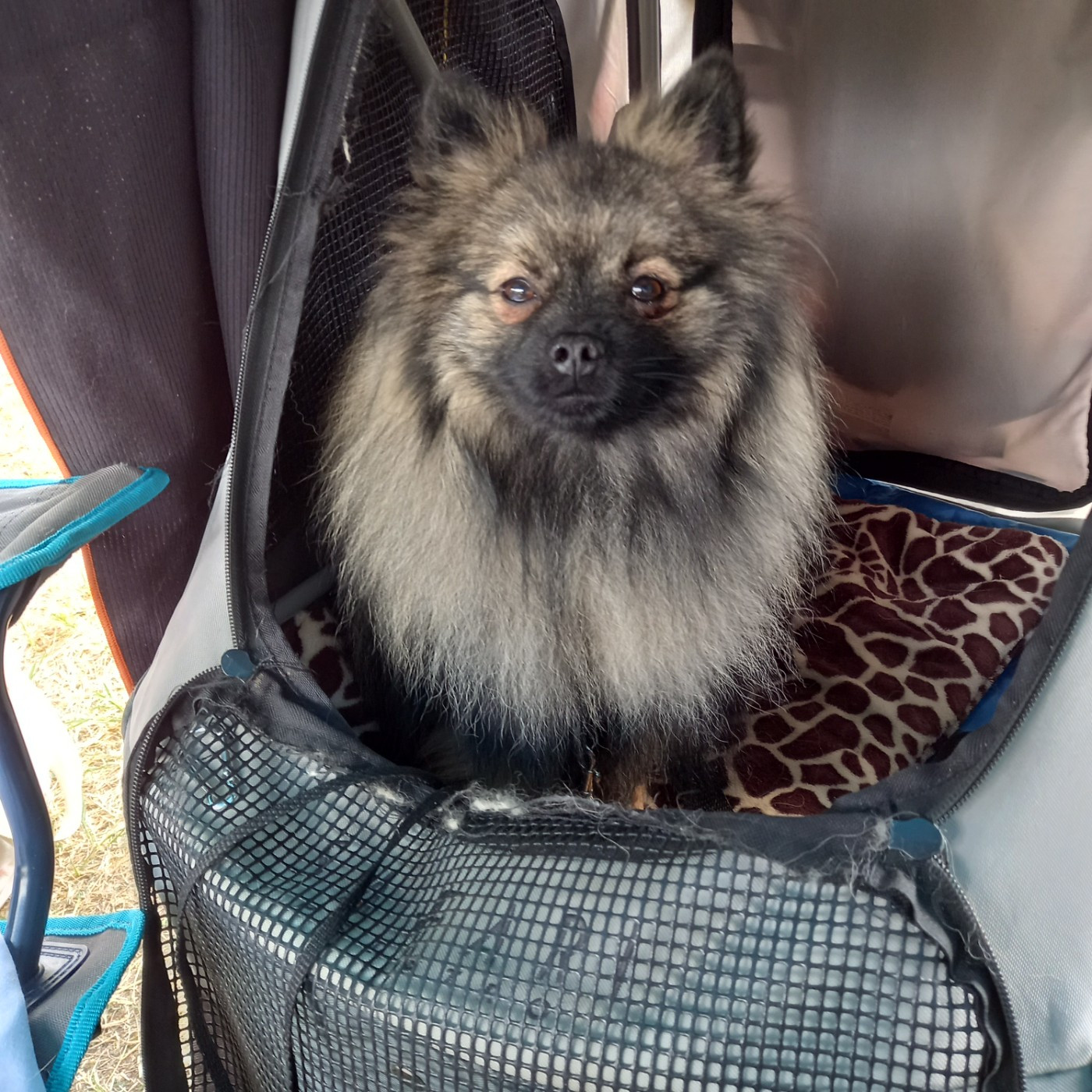 Vulcan grey wolf Des Fées Du Pays Noir