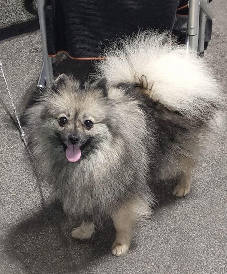 CH. Valkyrie grey wolf Des Fées Du Pays Noir