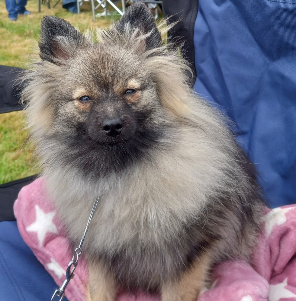Arwen Grey Wolf Des Fées Du Pays Noir