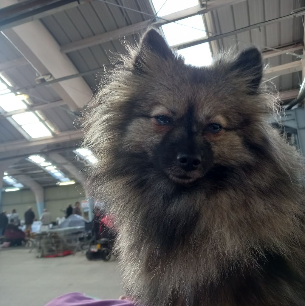 Valkyrie Grey Wolf des Fées du Pays Noir 