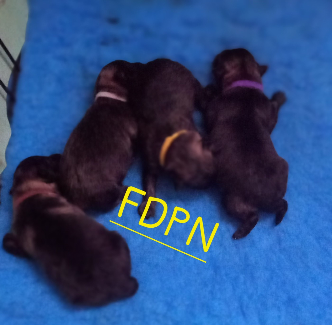 Naissance de 4 spitz moyens gris loup