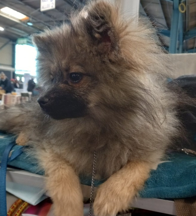 Disponible de suite, femelle spitz moyen gris loup