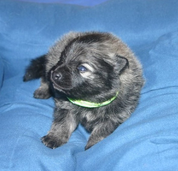 Des Fées Du Pays Noir - Chiots disponibles - Spitz allemand