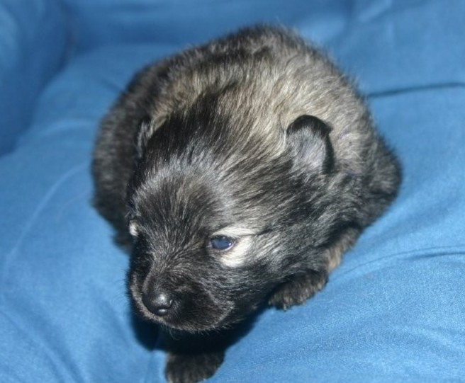 Des Fées Du Pays Noir - Chiots disponibles - Spitz allemand