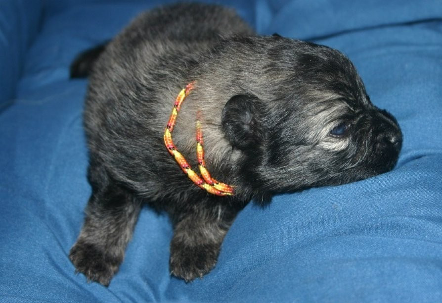 Des Fées Du Pays Noir - Chiots disponibles - Spitz allemand