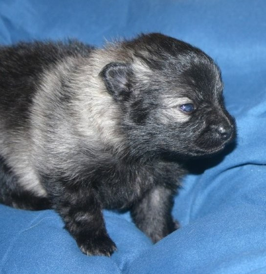 Des Fées Du Pays Noir - Chiots disponibles - Spitz allemand