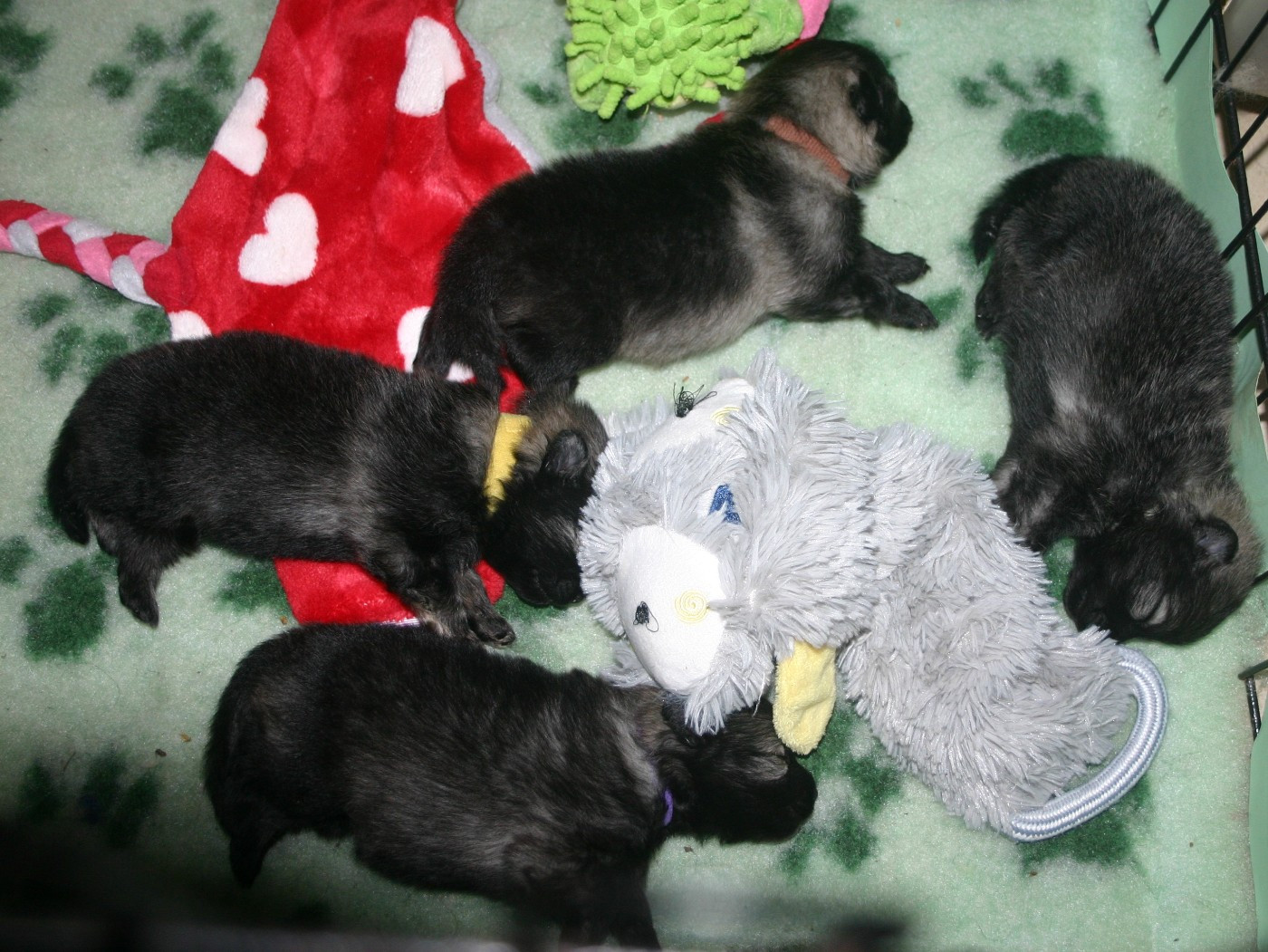 Chiot Spitz allemand Des Fées Du Pays Noir