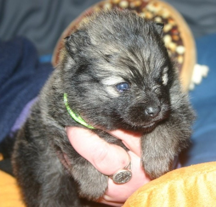 Des Fées Du Pays Noir - Chiots disponibles - Spitz allemand