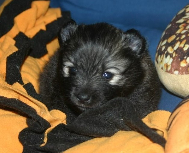 Des Fées Du Pays Noir - Chiots disponibles - Spitz allemand