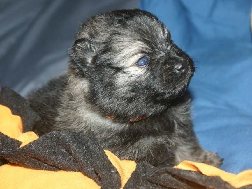 Des Fées Du Pays Noir - Chiots disponibles - Spitz allemand