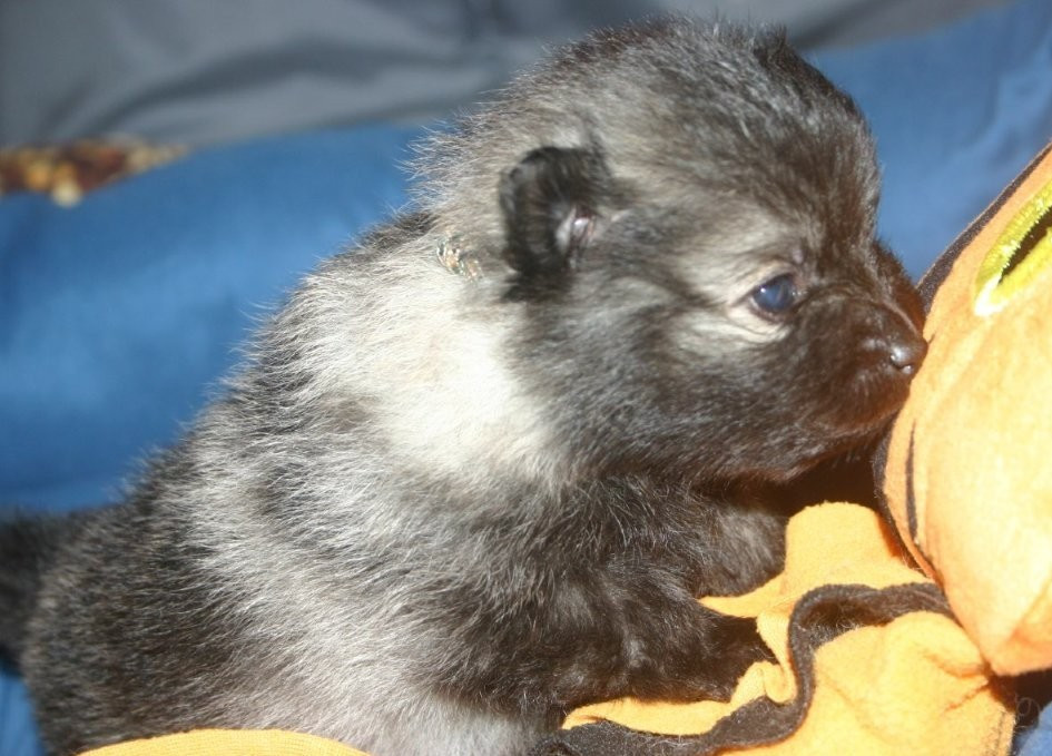 Des Fées Du Pays Noir - Chiots disponibles - Spitz allemand