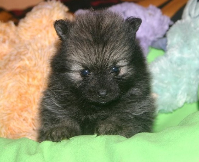 Des Fées Du Pays Noir - Chiots disponibles - Spitz allemand