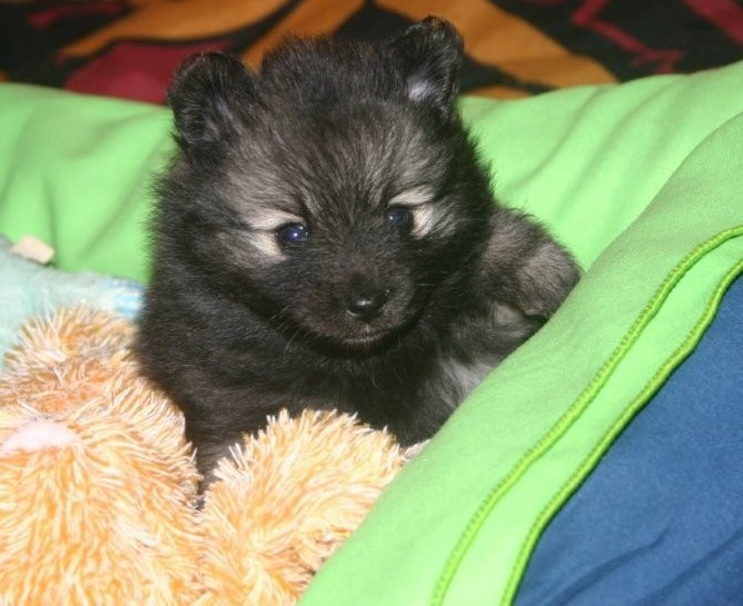 Des Fées Du Pays Noir - Chiots disponibles - Spitz allemand