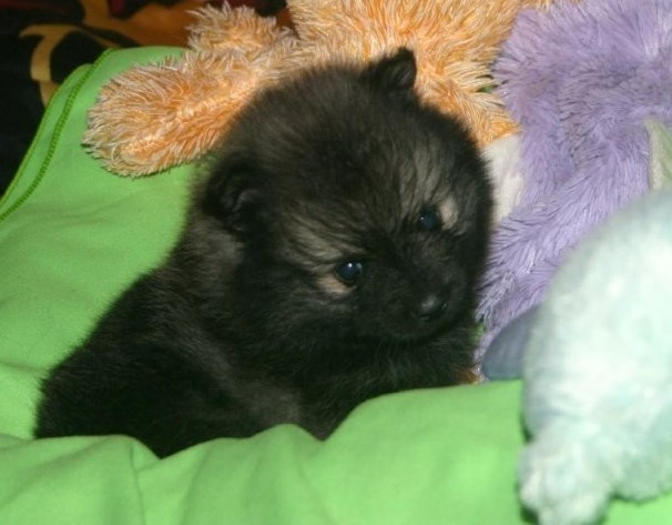 Des Fées Du Pays Noir - Chiots disponibles - Spitz allemand