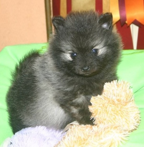 Des Fées Du Pays Noir - Chiots disponibles - Spitz allemand