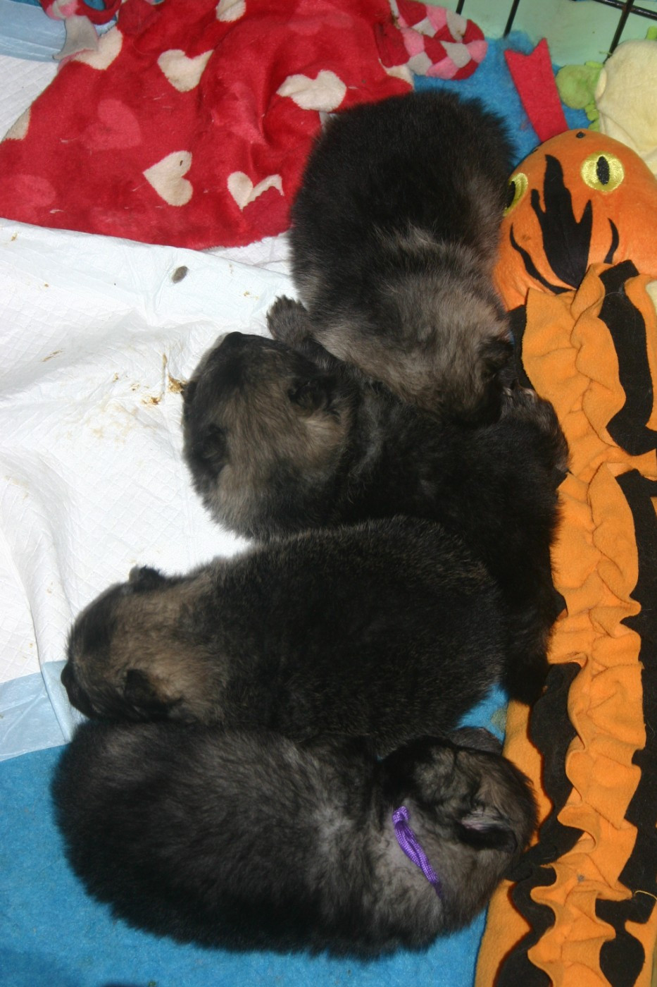 Des Fées Du Pays Noir - Spitz allemand - Portée née le 18/11/2025