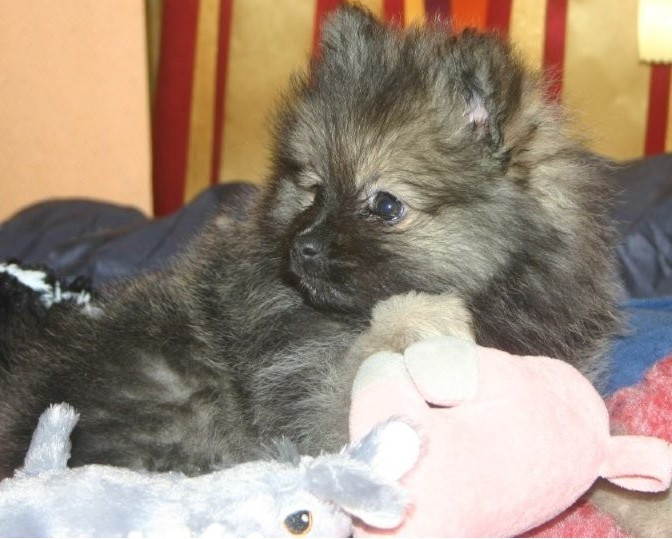 Des Fées Du Pays Noir - Chiots disponibles - Spitz allemand