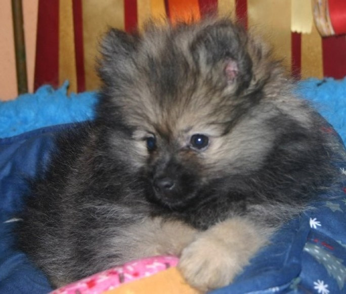 Des Fées Du Pays Noir - Chiots disponibles - Spitz allemand