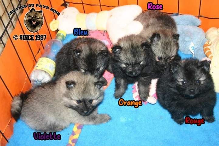 Des Fées Du Pays Noir - Spitz allemand - Portée née le 30/03/2024